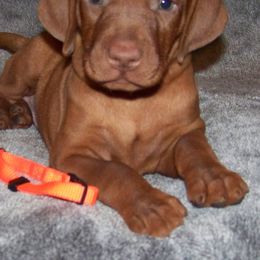 Vizsla Puppies from Roz Vizslas