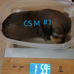 Dachshund Puppies from CLARK'S BREEDING PROGRAM
