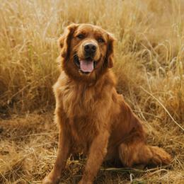 Sequoia - Golden Retriever