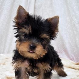 Cash SMALL - Blue and gold male Yorkshire Terrier puppy in Monticello, Iowa from Ashley’s Puppies