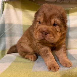 Queso - Brown sable male Chinese Shar-Pei puppy in Lenoir, North Carolina from Peitato Chips