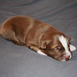 Freedom - Red & white female Australian Shepherd puppy in Marshall, Indiana from Larkwood Australian Shepherds