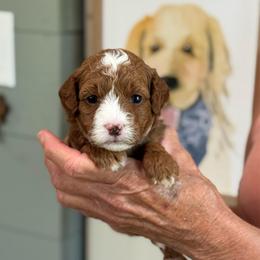 Lime - Red  female Goldendoodle puppy in Wharton, Texas from Little Fur Friends