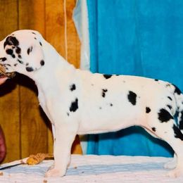 Great Dane Puppies from YK Great Danes
