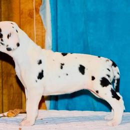 Great Dane Puppies from YK Great Danes