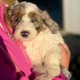 Blue Merle - male Australian Mountain Doodle puppy in Spanish Fork, Utah from Little Puppy Co.