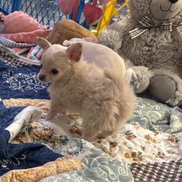 Nelson 5,000 - Cream male Chihuahua puppy in Summerfield, Florida from Uey’s Chihuahuas