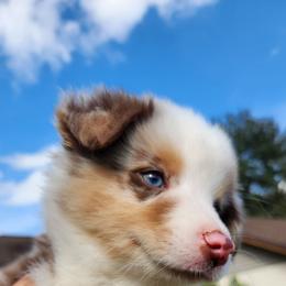 Spots (blue eye) - Red merle male Miniature Australian Shepherd puppy in Lakeland, Florida from Sunshine Mini Aussies