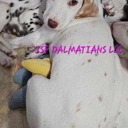 Linden Lua - White and orange female Dalmatian puppy in Conrath, Wisconsin from JSF Dalmatians LLC