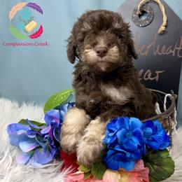 Tenderheart Bear - Phantom male Poodle puppy in Bowman, Georgia from Companion Creek Farm