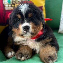 India - Tri-color female Bernese Mountain Dog puppy in Purcell, Oklahoma from Swiss Berner Bears