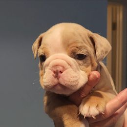 Bulldog Puppies from Wiggle Butts Bulldogs