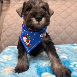 Miniature Schnauzer Puppies from NM Schnauzer Minis