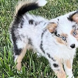Miniature American Shepherds and Toy Australian Shepherds from Lehfeldt Aussies