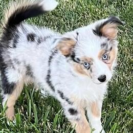 Miniature American Shepherds and Toy Australian Shepherds from Lehfeldt Aussies
