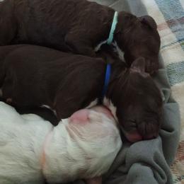 TBD - Chocolate male Australian Labradoodle puppy in Atascadero, California from Classic Poodles and Doodles