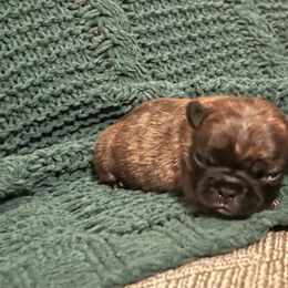 Rose - Brindle and white female French Bulldog puppy in New Waverly, Texas from C.P. Puppy Buddies
