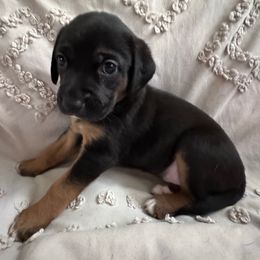 Landry - Black female Catahoula Leopard Dog puppy in Cottonwood, California from Cottonwood Creek Catahoula’s