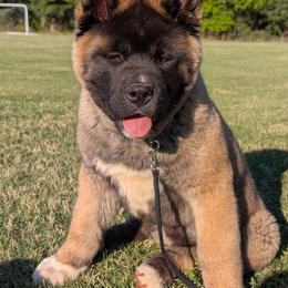 Jetta - Red female Akita puppy in South Carolina from Sierra Mountain Akitas