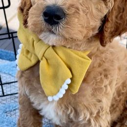 Goldendoodles and Irish Doodles from Blue Ridge Doodles