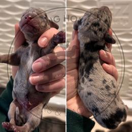 Boy 1 - Dapple male Dachshund puppy in Fond Du Lac, Wisconsin from Clucking Homestead Springers & Dachshunds