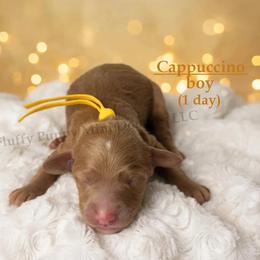 Cappuccino  YELLOW COLLAR  Boy 3500 - Red  male Goldendoodle puppy in Corona, California from Fluffy Puppy Mini Doodles LLC
