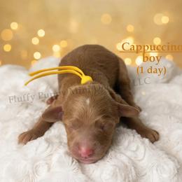 Cappuccino  YELLOW COLLAR  Boy 3500 - Red  male Goldendoodle puppy in Corona, California from Fluffy Puppy Mini Doodles LLC