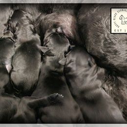 Siena - Black female Giant Schnauzer puppy in Saratoga Springs, Utah from Happy Beard Schnauzers