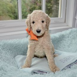 Bernedoodle and Goldendoodle Puppies from Above and Beyond Standards