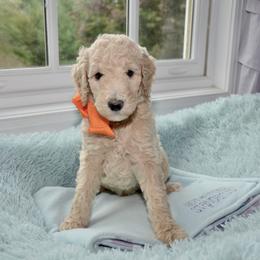 Bernedoodle and Goldendoodle Puppies from Above and Beyond Standards