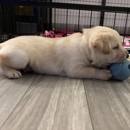 Labrador Retriever Puppies from Front Range Labradors LLC