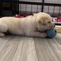 Labrador Retriever Puppies from Front Range Labradors LLC