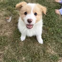 Spice - White and gold female Border Collie puppy in Barnstead, New Hampshire from Pettigrew's Border Collies