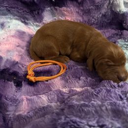 Girl 2 - Mahogany female Irish Setter puppy in Colville, Washington from Daesyn Setters