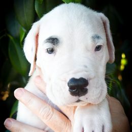 Coeus- Boy 3, eyebrow spots - White male Dogo Argentino puppy in San Diego, California from Debonair Dogos