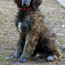Poodle Puppies from Sapphire Poodles
