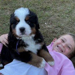 Miss Willow - Black rust and white female Bernese Mountain Dog puppy in Altura, Minnesota from Bluffside Berners