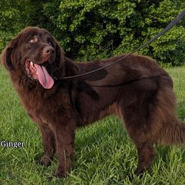 Newfoundland puppies from Rising Hope Kennels