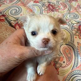 Carl - Cream male Chihuahua puppy in Seneca, Missouri from Stephanie’s Puppy Colony