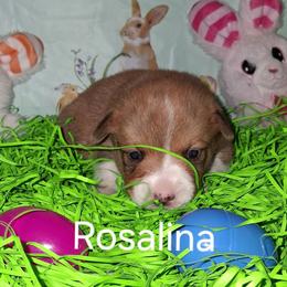 Girl 2 - female Pembroke Welsh Corgi puppy in Kingman, Kansas from Tiny Titans K9