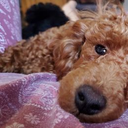Poodles from Latham poodles