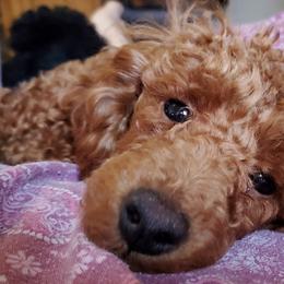 Poodles from Latham poodles