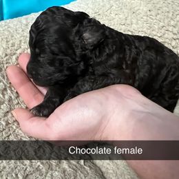 Bernedoodle, Cockapoo, and Goldendoodle Puppies from Clad Doodles