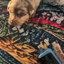 Miniature Australian Shepherd Puppies from Smushy Pups