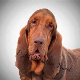 Bronc - Bloodhound