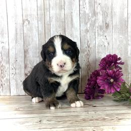 Girl 2 - female Bernese Mountain Dog puppy in Weston, Idaho from Blue Peak Berners