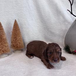 Orange - Red male Dachshund puppy in Franklinville, New Jersey from KJ Kennels of NJ