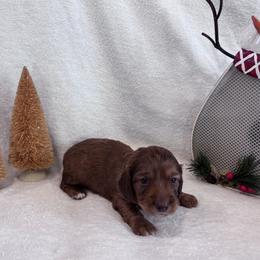 Orange - Red male Dachshund puppy in Franklinville, New Jersey from KJ Kennels of NJ