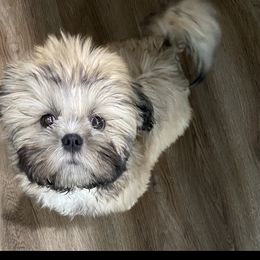 Shih Tzus from Dollface Dollie Shih Tzus