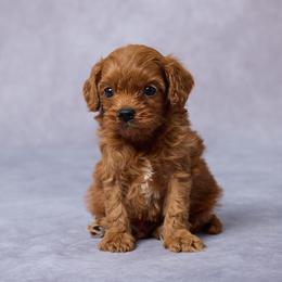 Cal - Red male Cavapoo puppy in Apple Creek, Ohio from Grandeur Valley Puppies